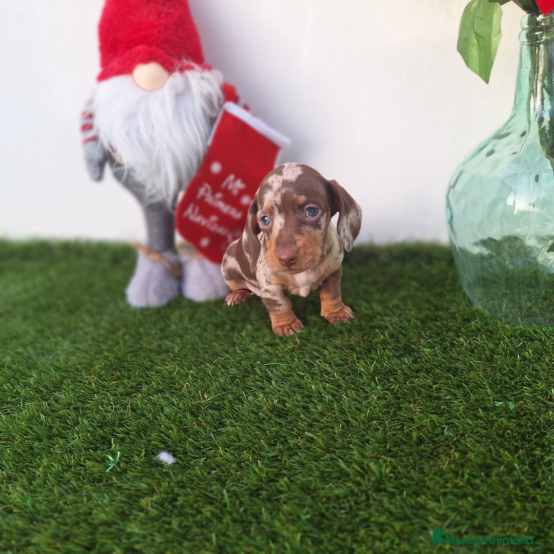 Teckel Miniatura perros en venta: TECKEL MINIATURA & KANINCHEN ARLEQUIN  - Anuncio 1