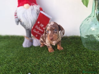 Teckel Miniatura perros TECKEL MINIATURA & KANINCHEN ARLEQUIN - Anuncio 2