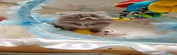 Persa gatos en venta: Gatitos persa Himalayos  - Anuncio 3