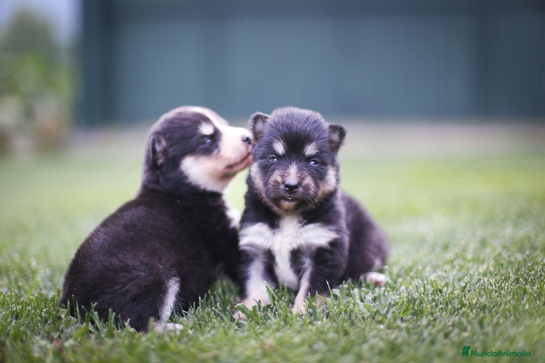 Pomsky perros en venta: Pomsky F4 Toy  - Imagen 6