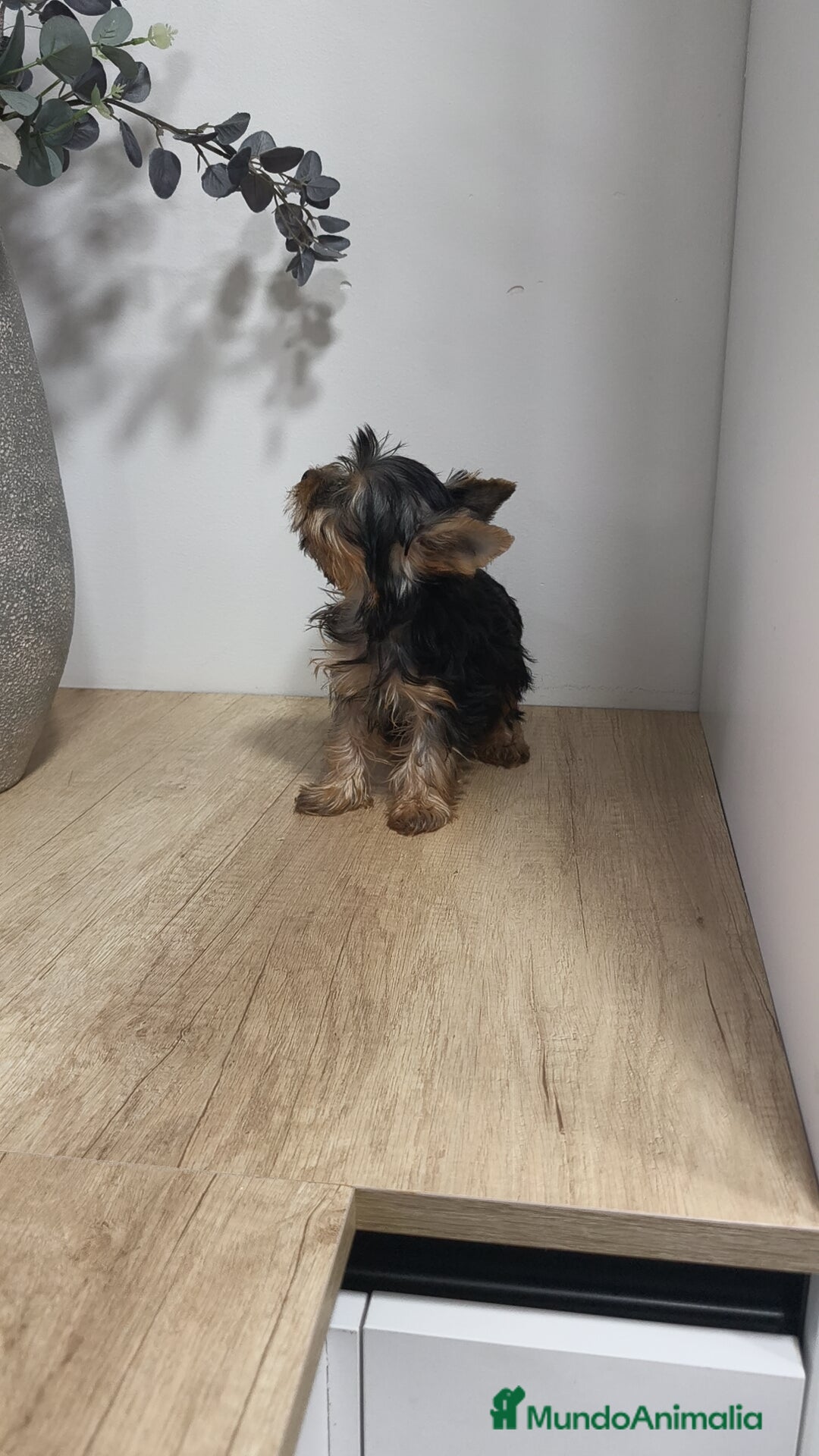 Yorkshire Terrier perros en venta: Macho yorkshire toy - Imagen 3