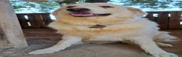Perro de Montaña de los Pirineos perros en adopcion: Hembra Montaña de los Pirineos muy buen caracter - Anuncio 2