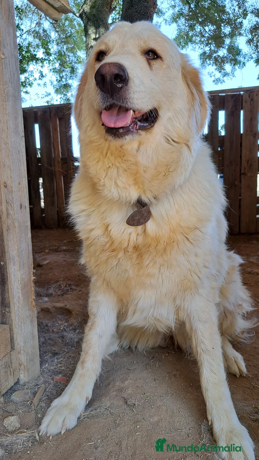 Perro de Montaña de los Pirineos perros en adopcion: Hembra Montaña de los Pirineos muy buen caracter - Anuncio 2