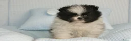 Pomerania perros en venta: CACHORROS DE POMERANIA  - Anuncio 21