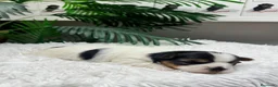Yorkshire Terrier perros en venta: YORKSHIRE BIEWER - Anuncio 6