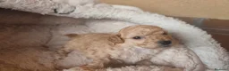 Caniche Toy perros en venta: Preciosos Toys APRICOT  en Toledo - Anuncio 10