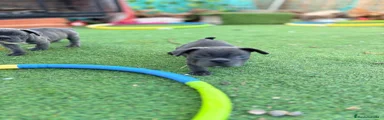 ADA