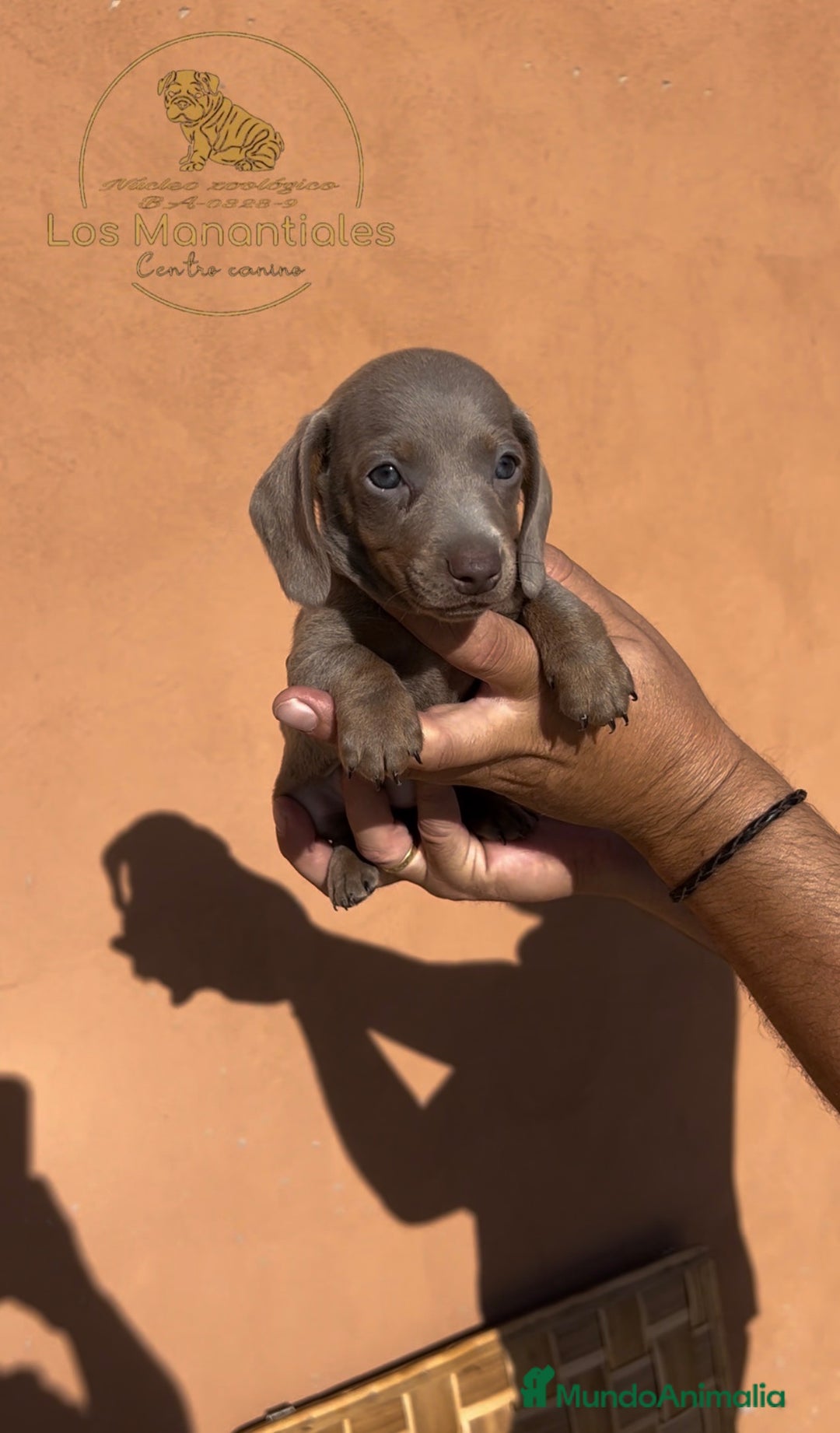 Teckel Miniatura perros en venta: Camada Teckel miniatura Isabelas  - Imagen 3