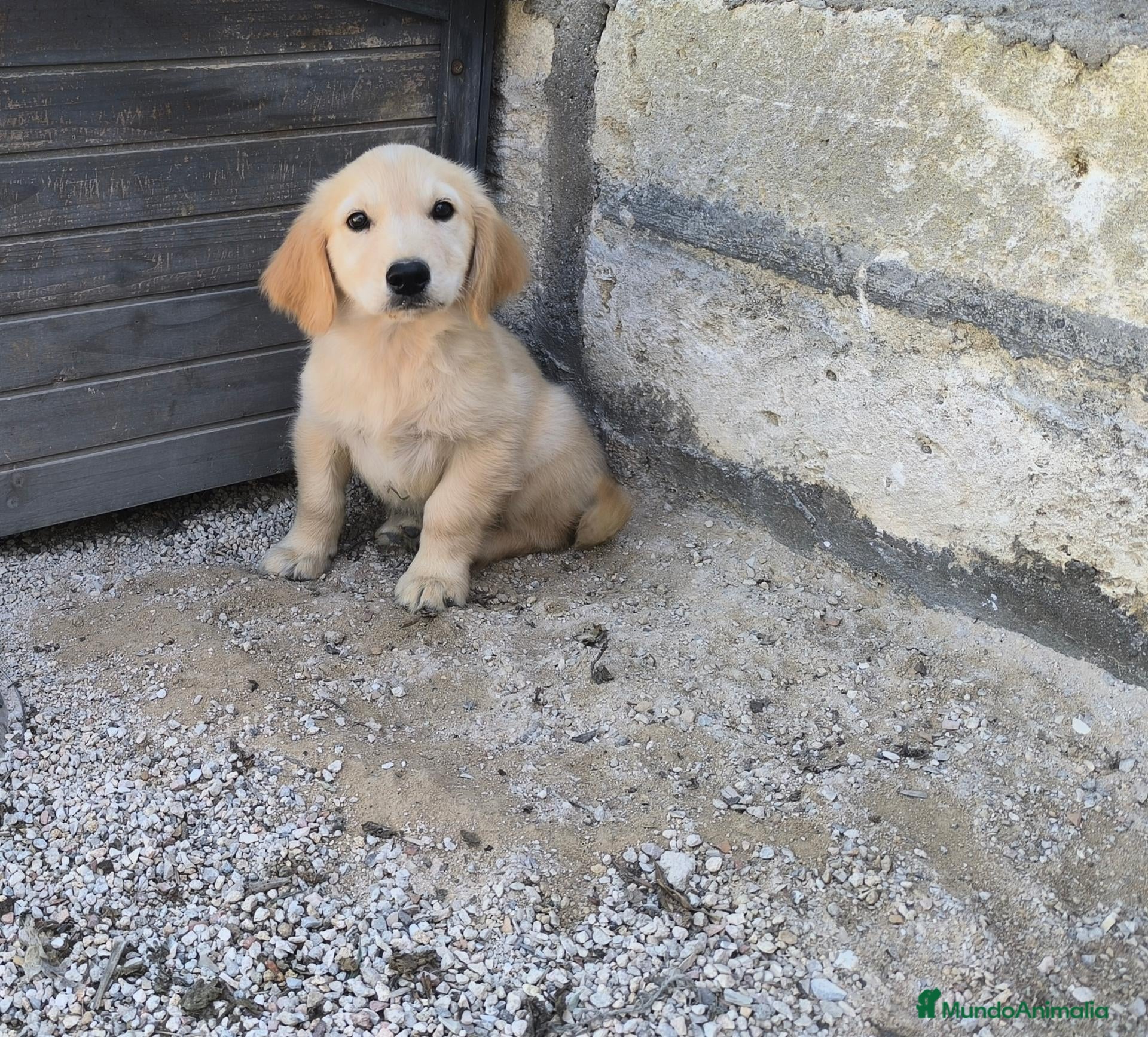 Golden Retriever perros Golden retriever disponible en mallorca  - Anuncio 2