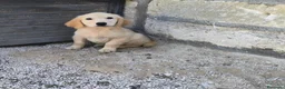 Golden Retriever perros en venta: Golden retriever disponible en mallorca  - Anuncio 2