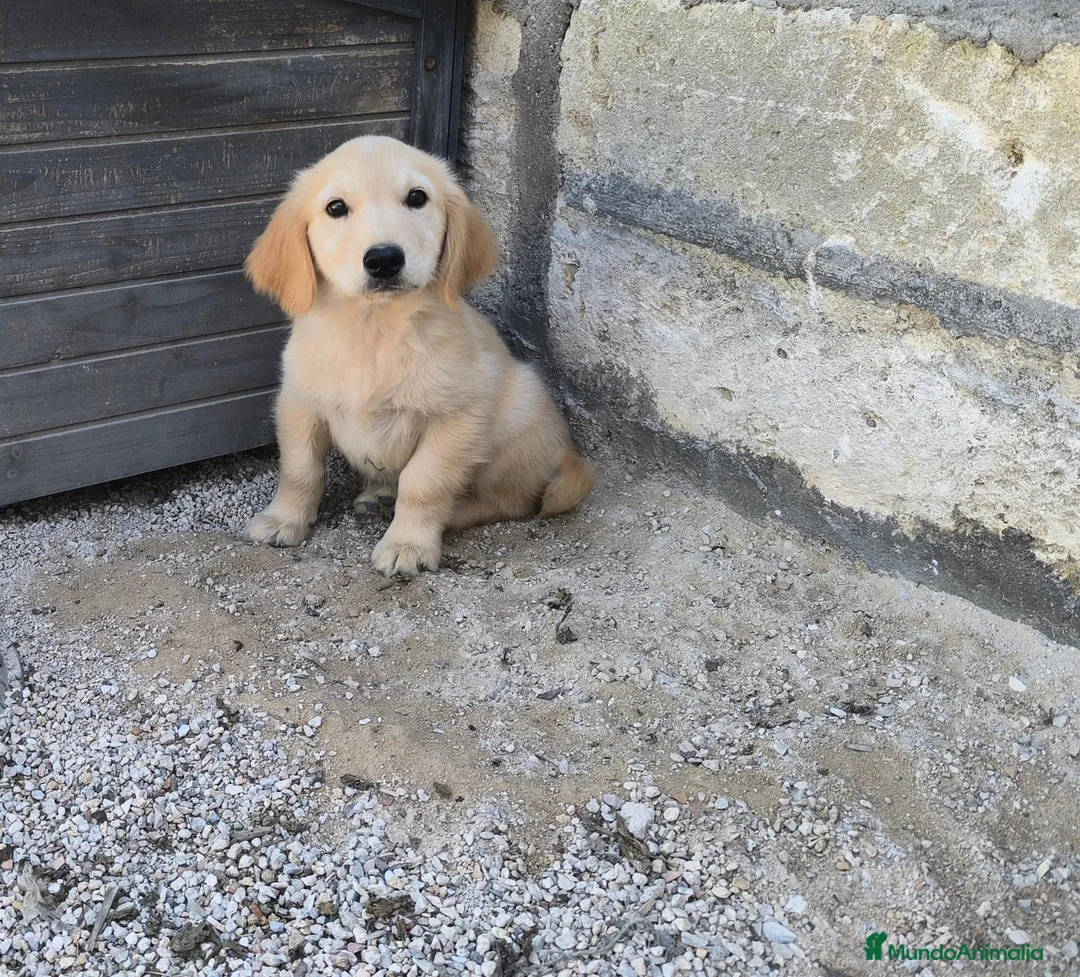 Golden Retriever perros en venta: Golden retriever disponible en mallorca  - Anuncio 2