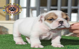 Bulldog Inglés perros en venta: Bulldog ingles calidad  - Imagen 3