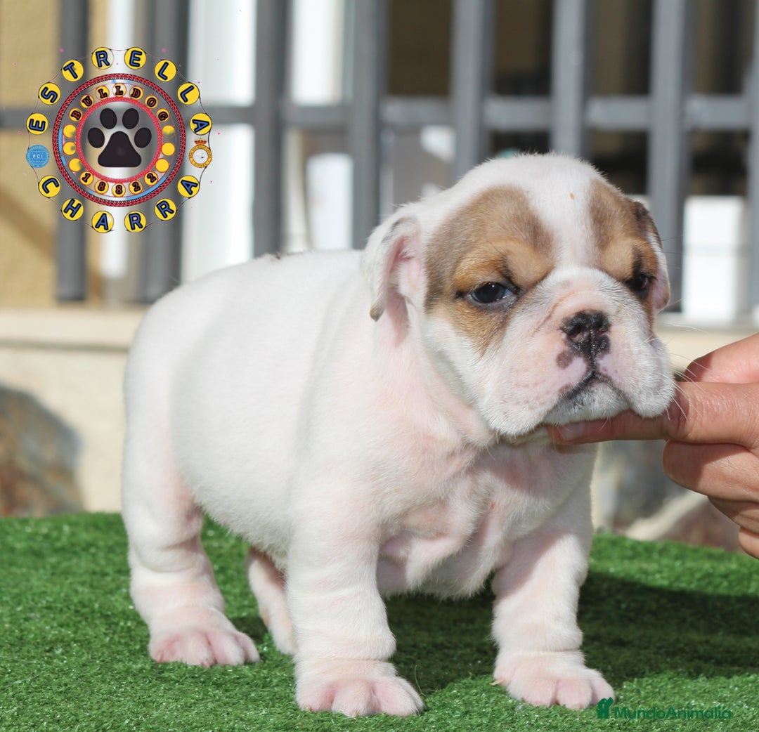 Bulldog Inglés perros en venta: Bulldog ingles calidad  - Imagen 3