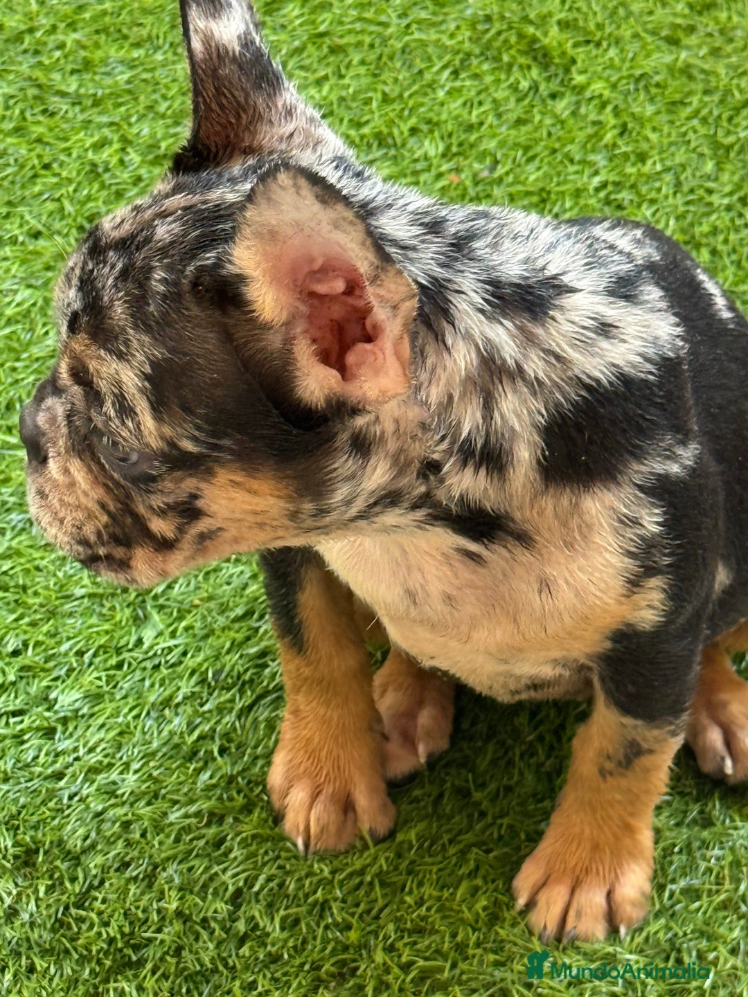 Bulldog Francés perros en venta: Hembra Black an tan Merle  - Imagen 5