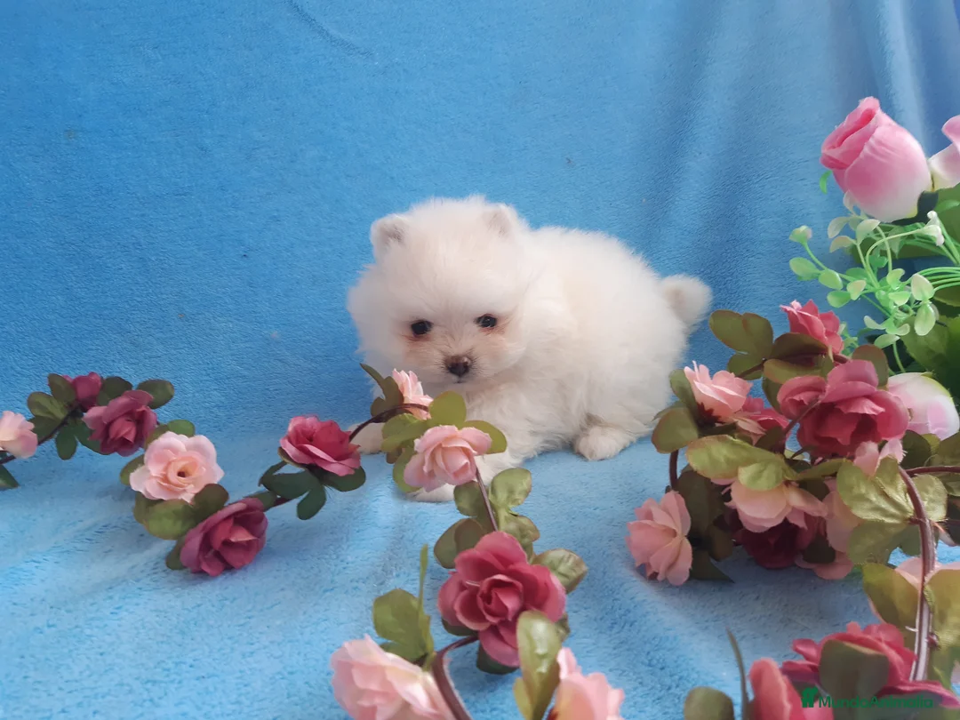 Pomerania perros en venta: POMERANIA  LINEA TOY   MUY CHATO - Anuncio 2