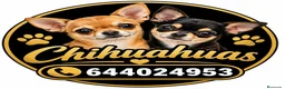Chihuahua perros en venta: Chihuahuas - Anuncio 1