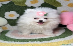 Pomerania perros en venta: Lulu de Pomerania Blanco Puro - Imagen 1