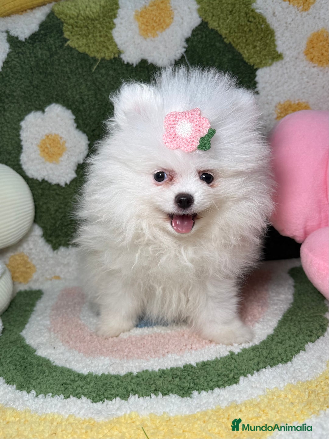 Pomerania perros en venta: Lulu de Pomerania Blanco Puro - Imagen 1