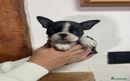 Boston Terrier perros en venta: Boston Terrier - Imagen 1