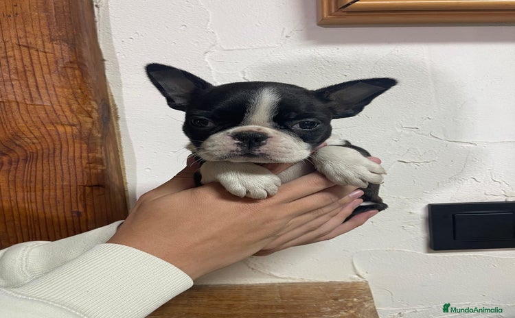 Boston Terrier perros - Anuncio 2