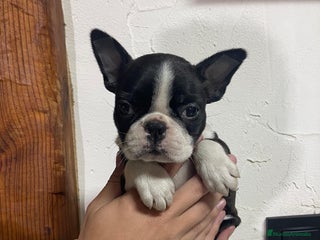 Boston Terrier perros - Anuncio 2