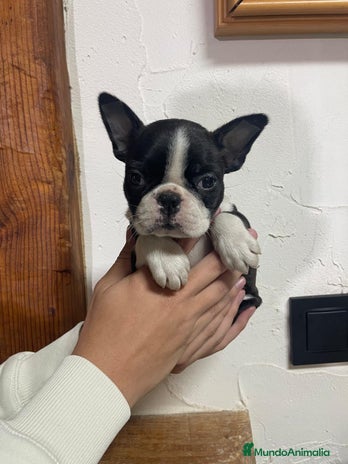 Boston Terrier perros - Anuncio 1