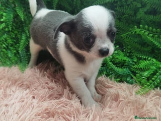 Chihuahua perros Chihuahua macho Toy - Anuncio 3