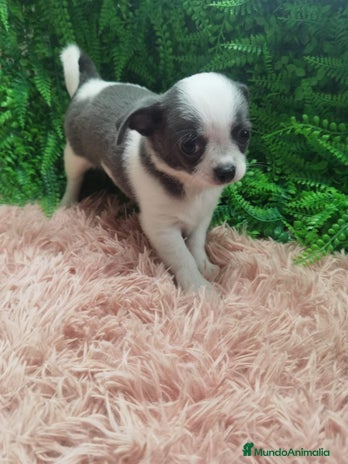 Chihuahua perros Chihuahua macho Toy - Anuncio 2