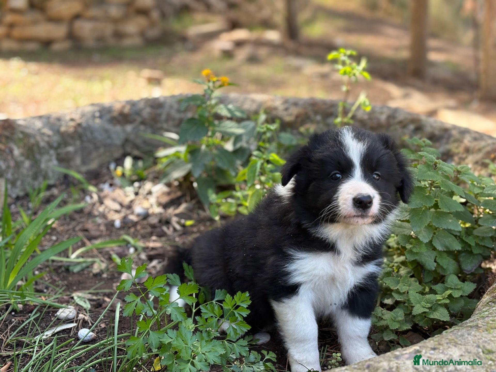 Border Collie perros en venta: 🐾🐾Border Collie con pedigree – 5 hembras🐾🐾 - Anuncio 18