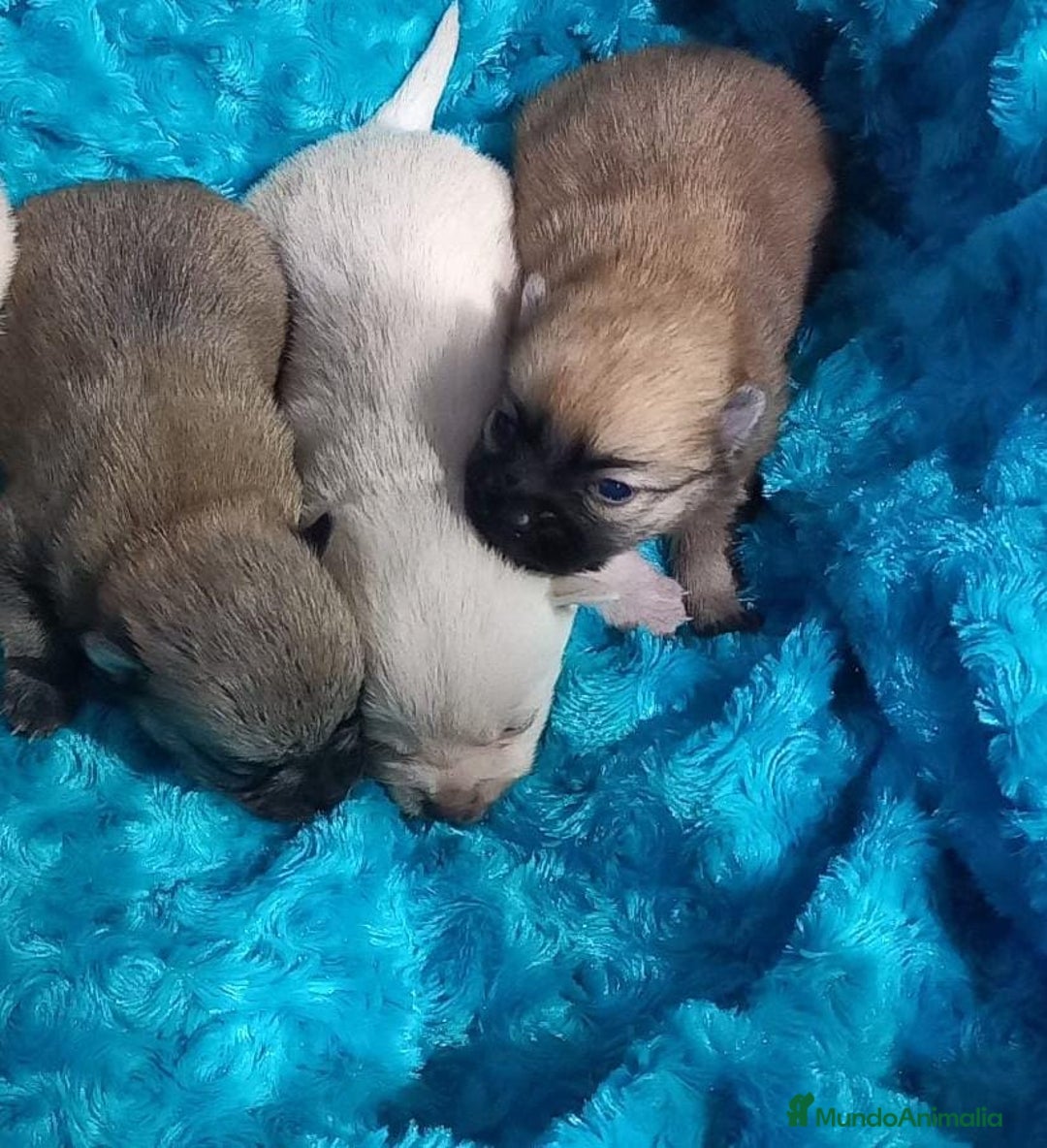 Chihuahua perros en venta: Chihuahua pelo largo y semilargo  - Anuncio 1