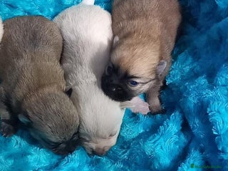 Chihuahua perros Chihuahua pelo largo y semilargo - Anuncio 2