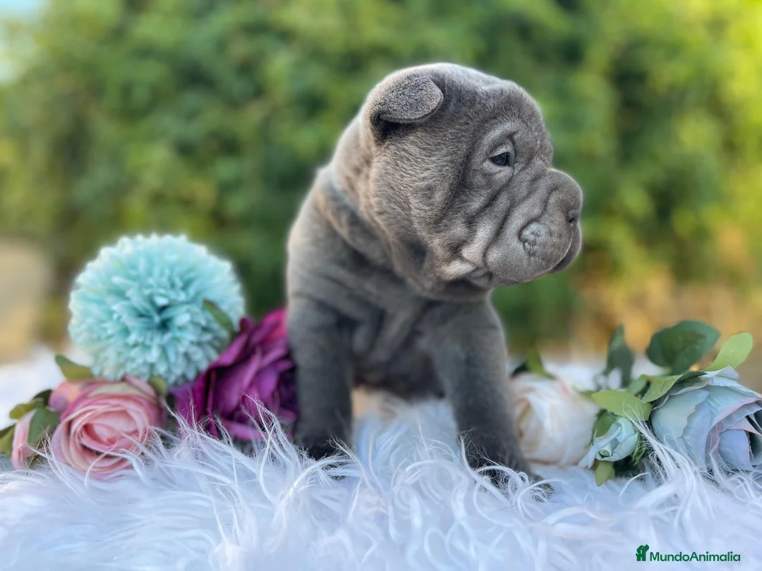 Shar Pei perros en venta: BEBES SHAR PEI  en Málaga - Anuncio 6