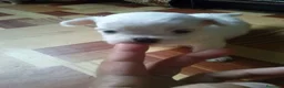 Bichón Maltés perros en venta: Bichón maltés mini en Curtis La Coruña  - Anuncio 2