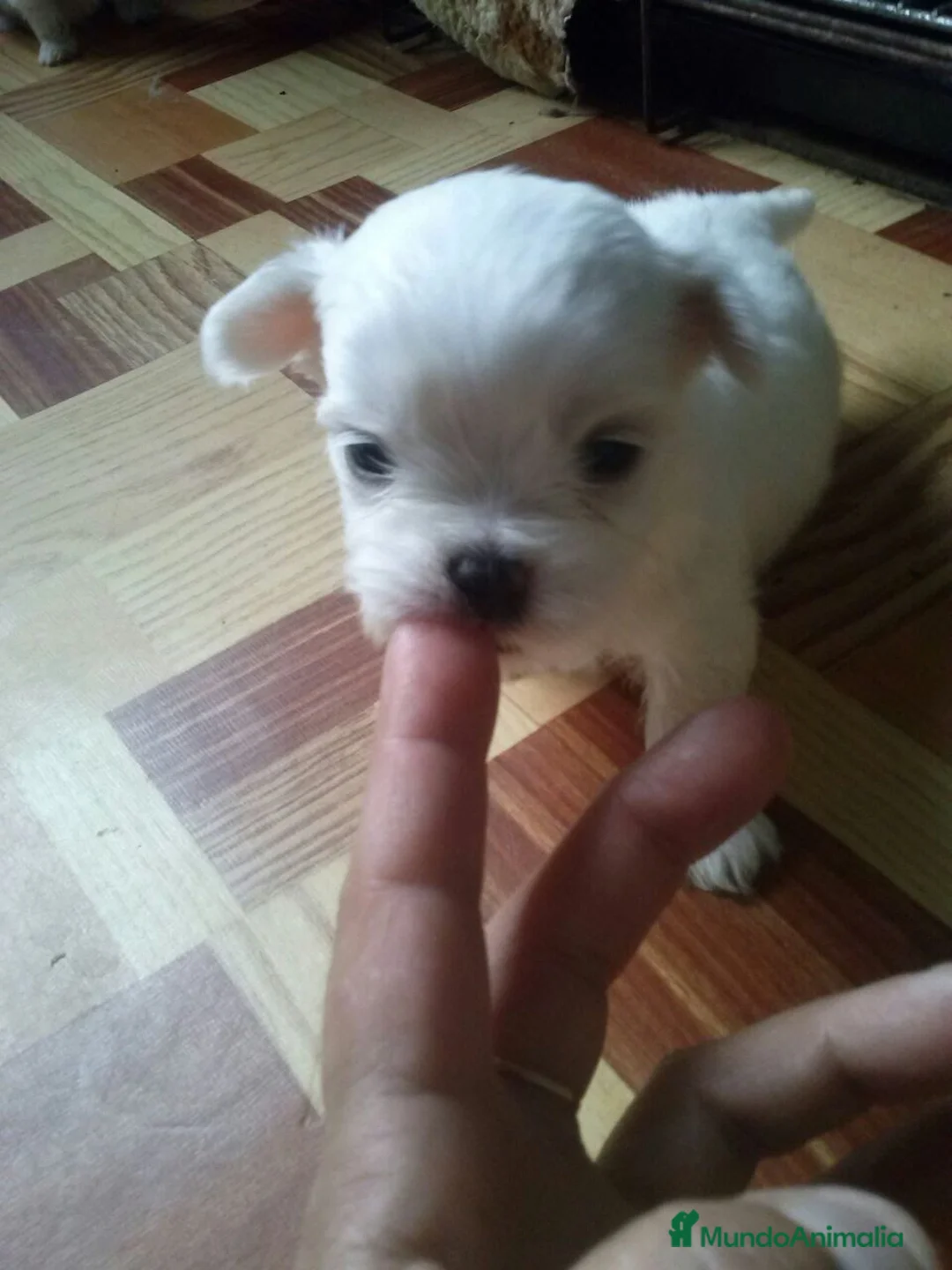 Bichón Maltés perros en venta: Bichón maltés mini en Curtis La Coruña  - Anuncio 2