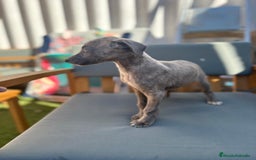 Whippet perros en venta: Whippet VERDINO  - Imagen 9