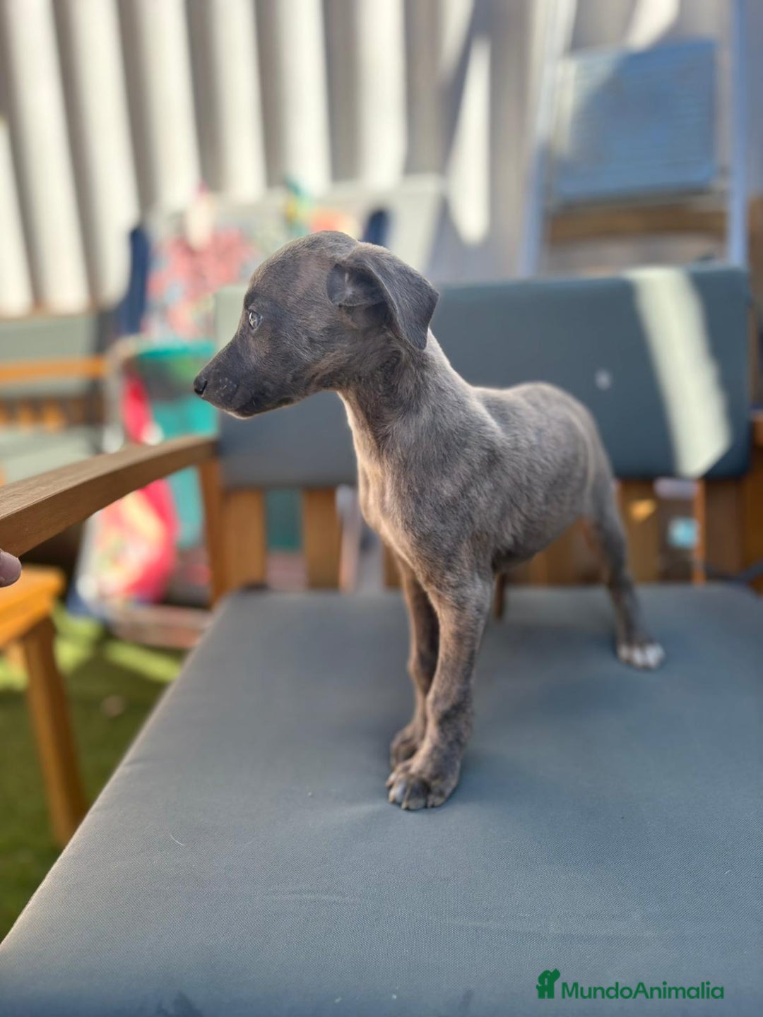 Whippet perros en venta: Whippet VERDINO  - Imagen 9