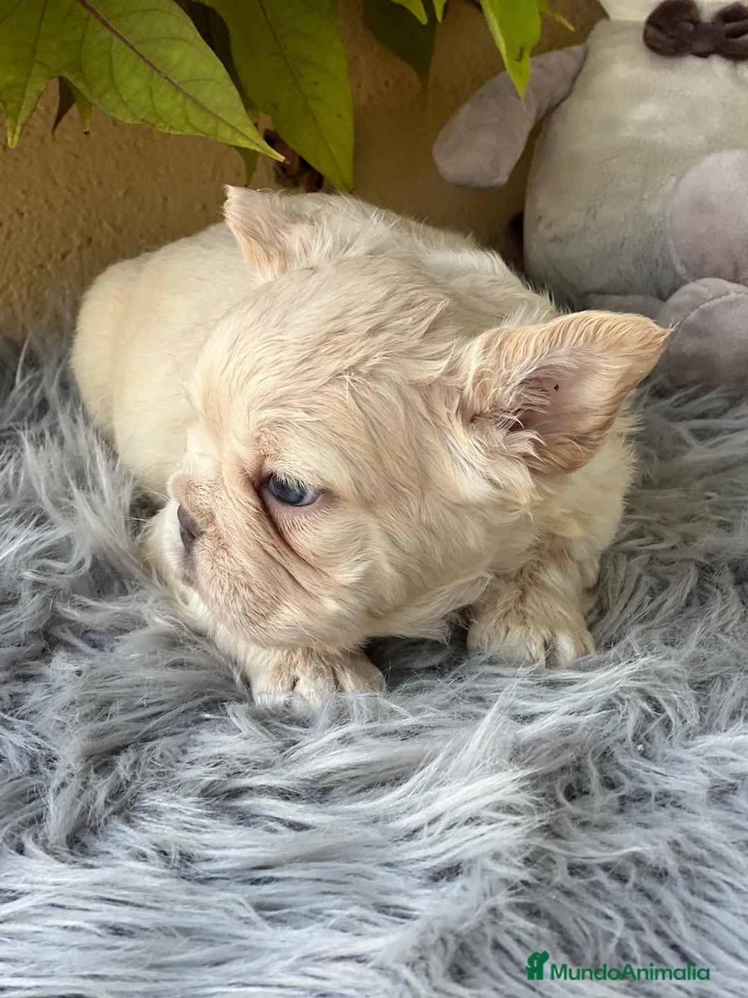 Bulldog Francés perros en venta: BULLDOG FRANCÉS FLUFFY PLATINUM - Imagen 3