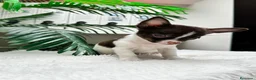 Chihuahua perros en venta: 🐾 CHIHUAHUA MACHO BICOLOR CHOCOLATE Y BLANCO 🐾 - Anuncio 15