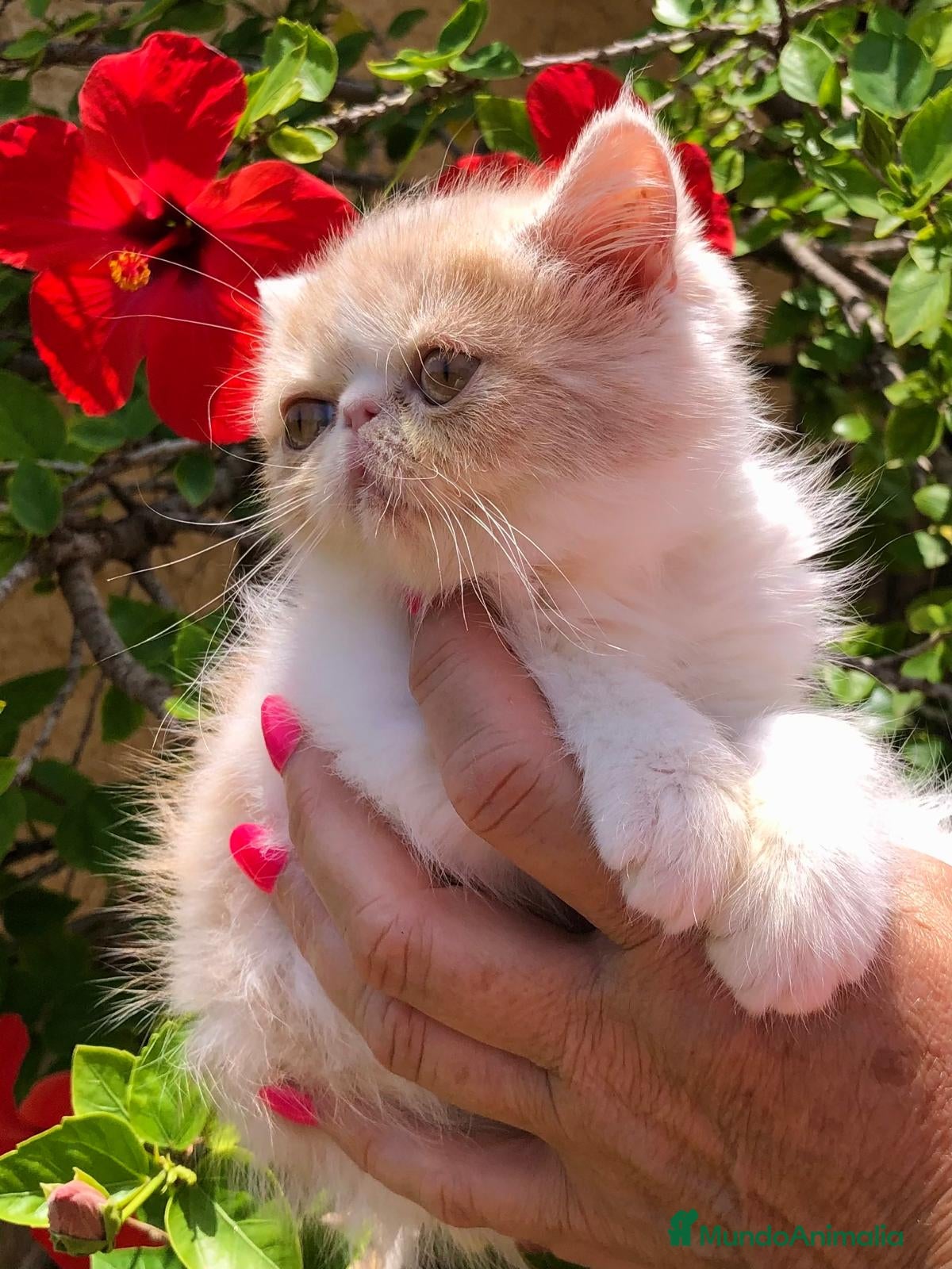Exótico de Pelo Corto gatos PERSA EXÓTICA PELO CORTO - Anuncio 1