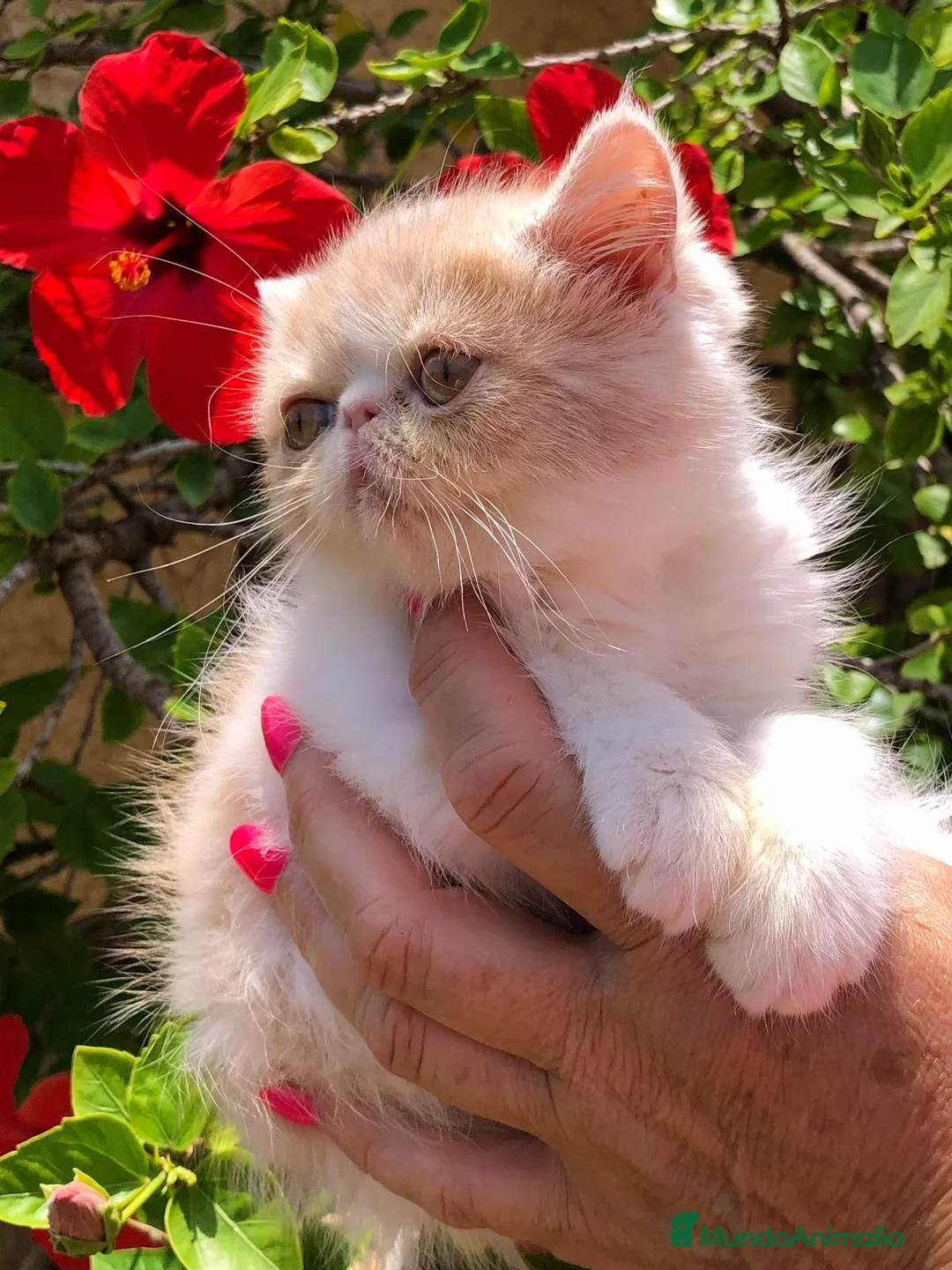 Exótico de Pelo Corto gatos en venta: PERSA EXÓTICA PELO CORTO - Anuncio 1