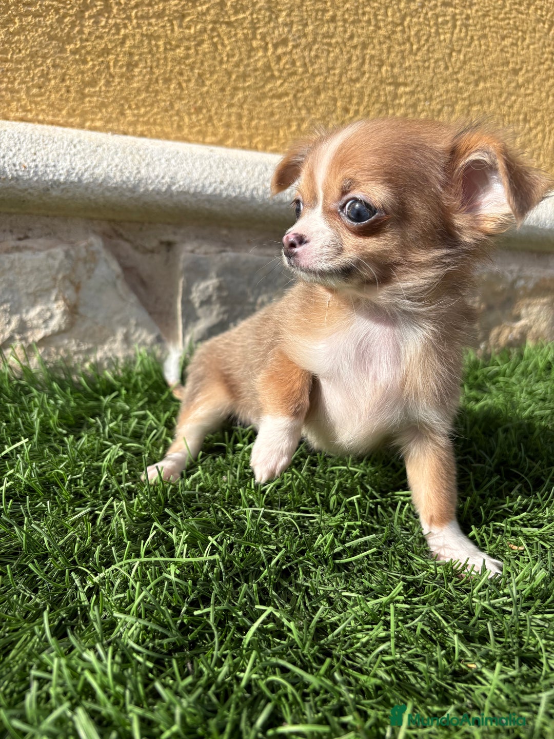 Chihuahua perros en venta: Chihuahua mini Toy pelo largo chocolate - Anuncio 3