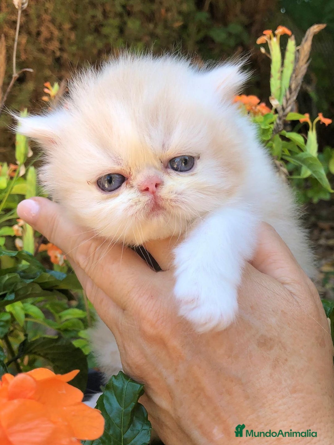 Persa gatos en venta: Gatitos Persas Machos - Imagen 1