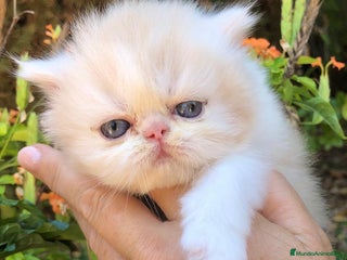 Persa gatos - Anuncio 4