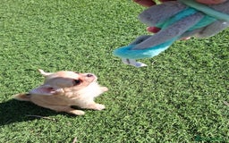 Chihuahua perros en venta: Hembrita chihuahua de pelo largo de capricho - Anuncio 3