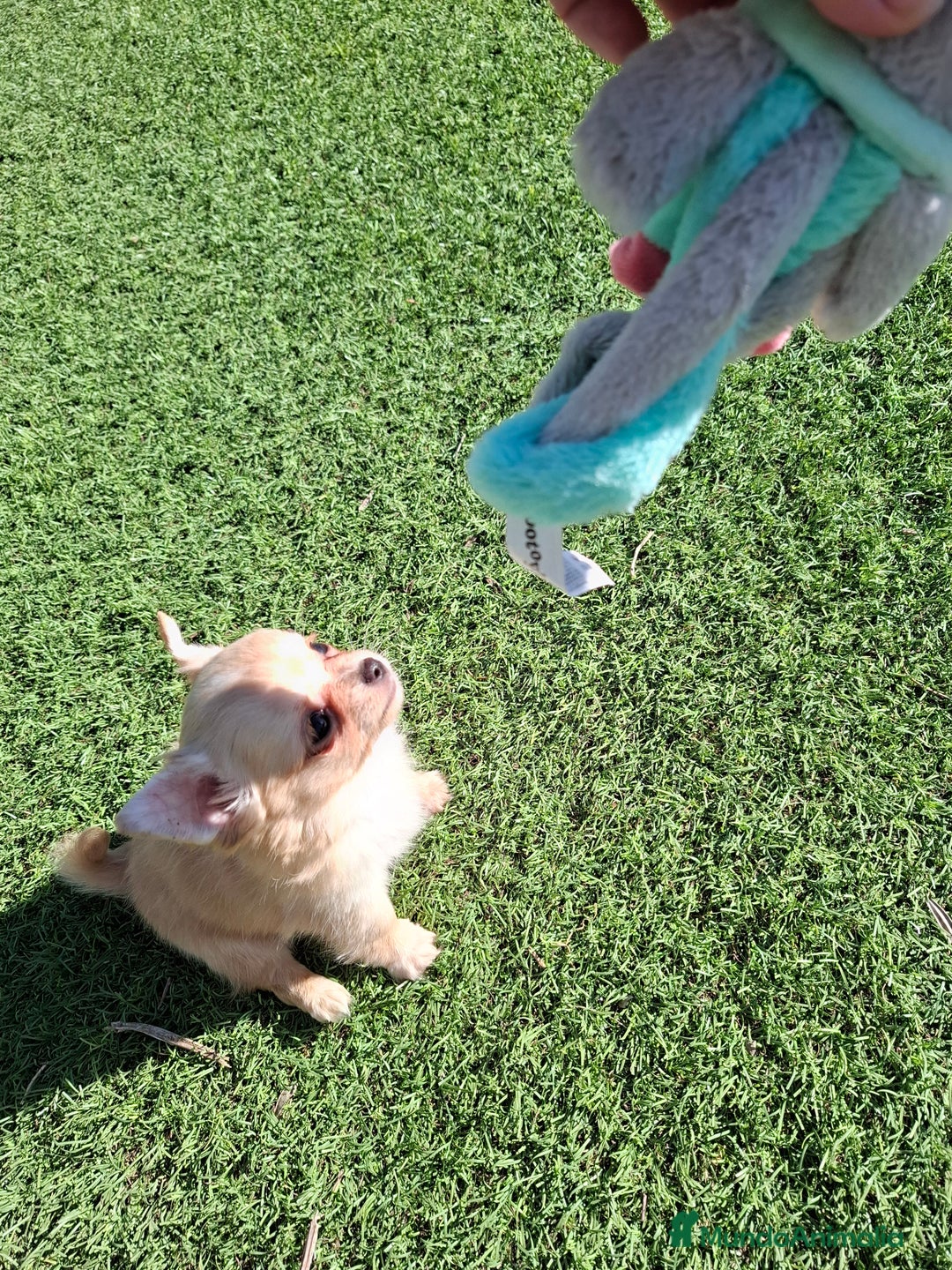 Chihuahua perros en venta: Hembrita chihuahua de pelo largo de capricho - Anuncio 3