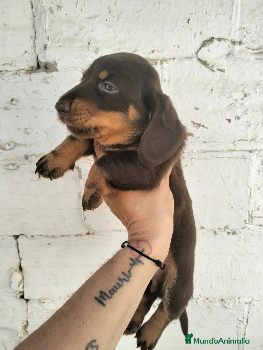 Teckel perros en venta: Teckel estándar  - Anuncio 2