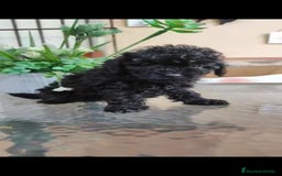 Caniche Toy perros en venta: Última hembra mini toy !!!caniche  - Anuncio 2