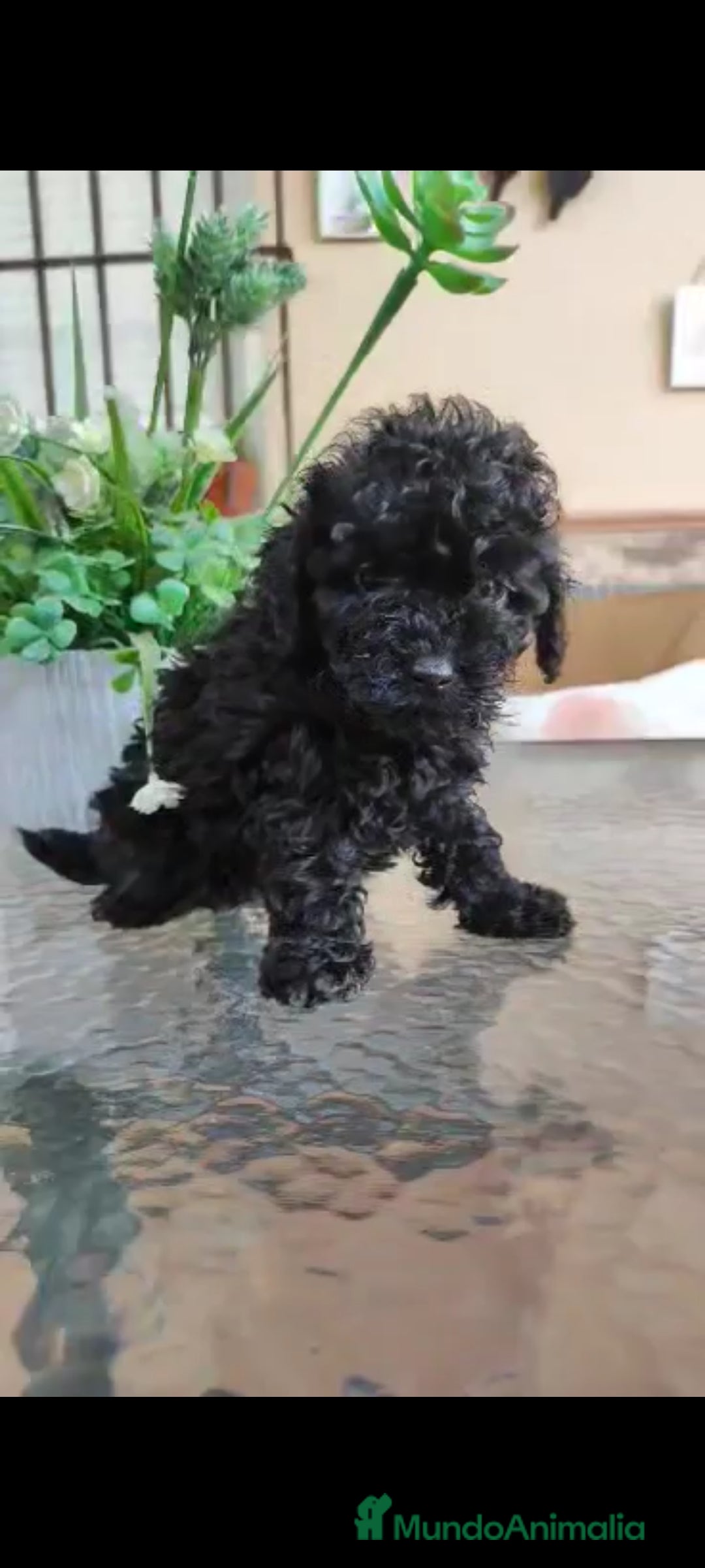 Caniche Toy perros en venta: Última hembra mini toy !!!caniche  - Anuncio 2