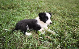 Border Collie perros en venta: Último cachorro border collie! - Imagen 2