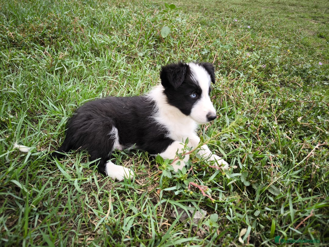 Border Collie perros en venta: Último cachorro border collie! - Imagen 2